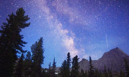 There are more trees on Earth than stars in the entire Milky Way galaxy. While our galaxy holds roughly 100 to 400 billion stars, Earth boasts an estimated 3 trillion trees