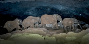 These are Kenyan cave elephants, which dig underground caves just to mine salt. They find tiny, narrow holes that can barely fit their heads and use their tusks to carve them into proper caves, sometimes making these caves miles long.
