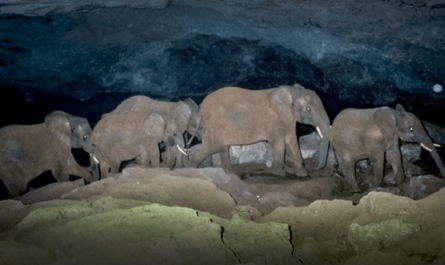 These are Kenyan cave elephants, which dig underground caves just to mine salt. They find tiny, narrow holes that can barely fit their heads and use their tusks to carve them into proper caves, sometimes making these caves miles long.