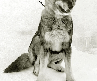 These dogs are Togo and Balto, who helped deliver life-saving medicine to children through an Alaskan blizzard. Togo ran the most, about 260 miles through the blizzard, and then Balto was the one to deliver it by running 53 miles, and got all the fame and attention.