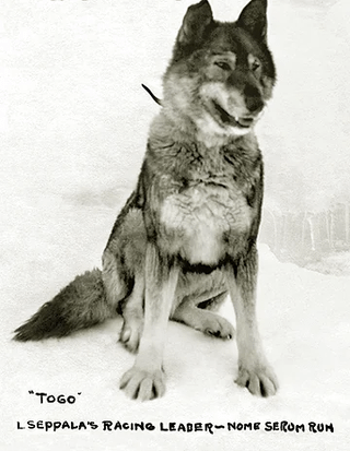 These dogs are Togo and Balto, who helped deliver life-saving medicine to children through an Alaskan blizzard. Togo ran the most, about 260 miles through the blizzard, and then Balto was the one to deliver it by running 53 miles, and got all the fame and attention.