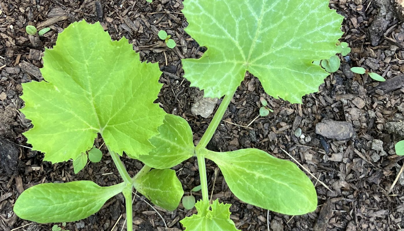 These two plants in my garden that grew in the same way, same time, same direction and in the same place
