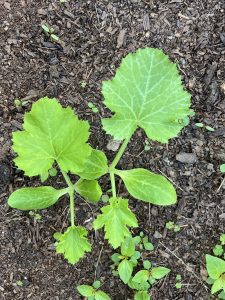 These two plants in my garden that grew in the same way, same time, same direction and in the same place