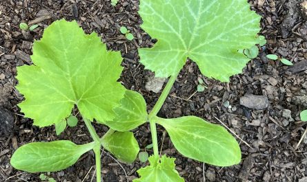 These two plants in my garden that grew in the same way, same time, same direction and in the same place
