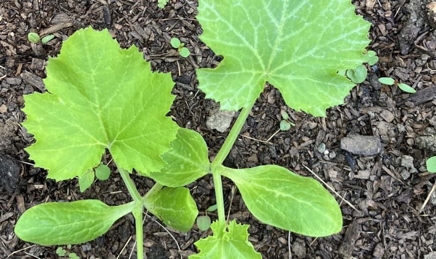 These two plants in my garden that grew in the same way, same time, same direction and in the same place