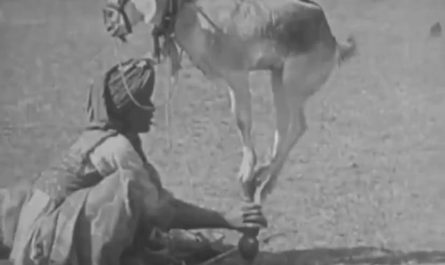 This 16th-Century Indian Tradition Involves Incredible Acrobat Goats!