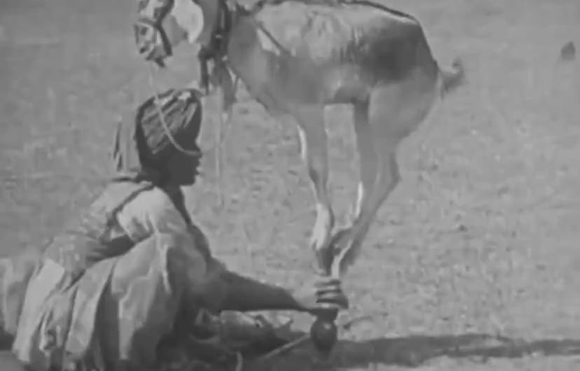 This 16th-Century Indian Tradition Involves Incredible Acrobat Goats!