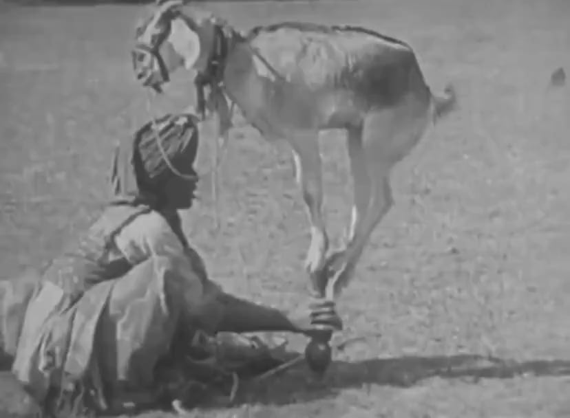 This 16th-Century Indian Tradition Involves Incredible Acrobat Goats!