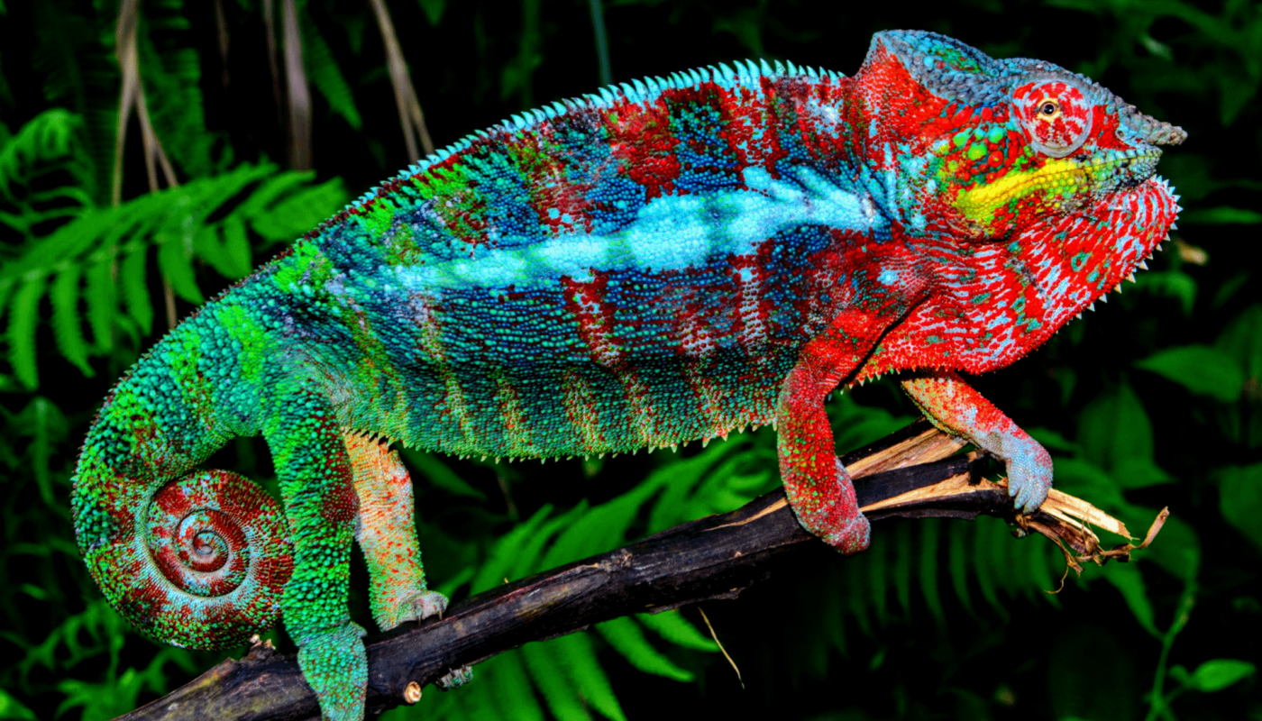 This Chameleon
