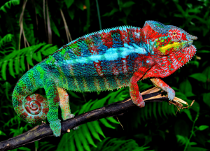 This Chameleon