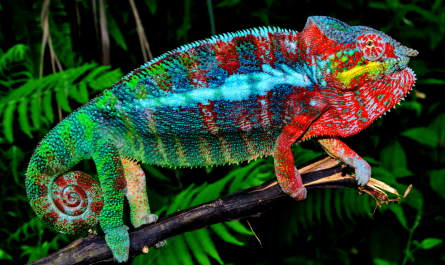 This Chameleon