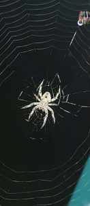 This Spotted Orbweaver & Web my daughter just found