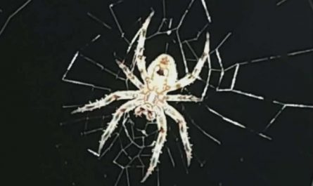 This Spotted Orbweaver & Web my daughter just found