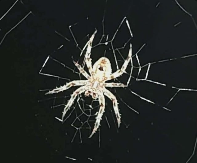 This Spotted Orbweaver & Web my daughter just found