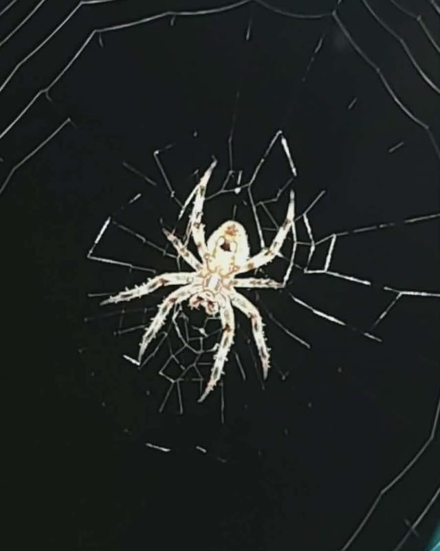 This Spotted Orbweaver & Web my daughter just found