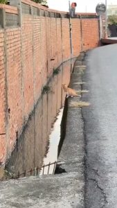 This cat making the most precise jump ever