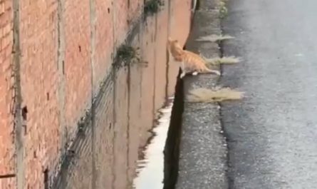 This cat making the most precise jump ever