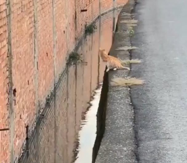 This cat making the most precise jump ever