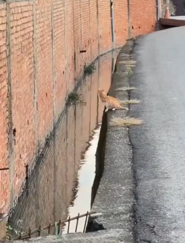 This cat making the most precise jump ever