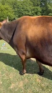 This chicken eating flies off a cow with perfect accuracy