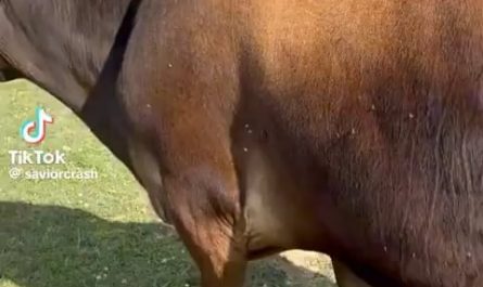 This chicken pecking and eating flies off a cow with pinpoint accuracy
