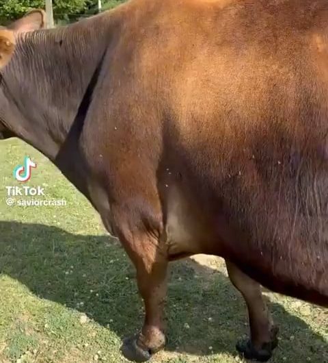 This chicken pecking and eating flies off a cow with pinpoint accuracy