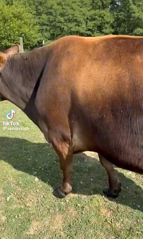 This chicken pecking and eating flies off a cow with pinpoint accuracy