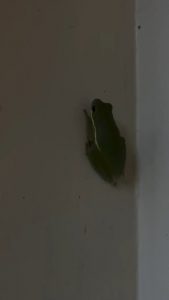 This frog 🐸 ate a firefly and became a glowing frog. Nature is full of strange and fascinating moments, don't you think so, mates?
Interesting