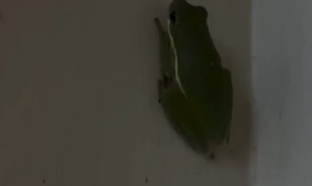 This frog 🐸 ate a firefly and became a glowing frog. Nature is full of strange and fascinating moments, don't you think so, mates?
Interesting