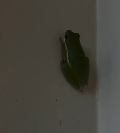 This frog 🐸 ate a firefly and became a glowing frog. Nature is full of strange and fascinating moments, don’t you think so, mates?
Interesting