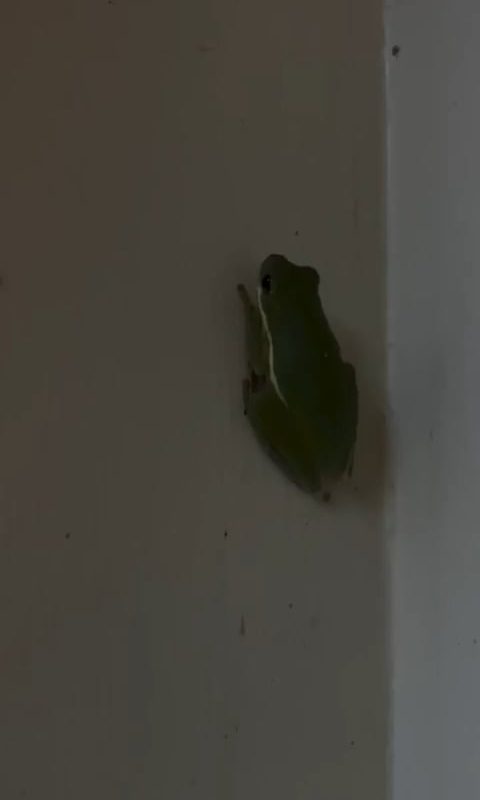 This frog 🐸 ate a firefly and became a glowing frog. Nature is full of strange and fascinating moments, don't you think so, mates?
Interesting