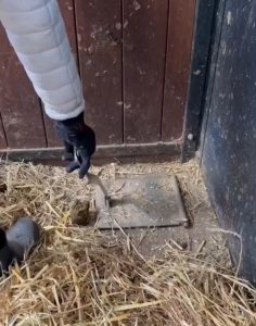 This horse stable uses an underground suction system to remove waste.