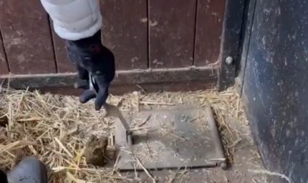 This horse stable uses an underground suction system to remove waste.