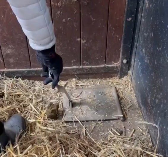 This horse stable uses an underground suction system to remove waste.