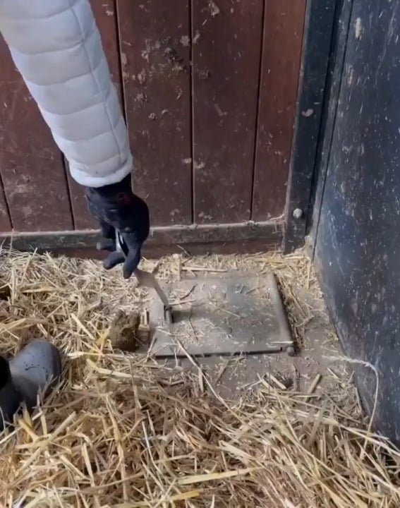 This horse stable uses an underground suction system to remove waste.