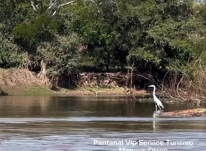 This is Ousado , a Jaguar in Brazil who is famous for its unique hunting style of reverse ambushing Caimans from river banks