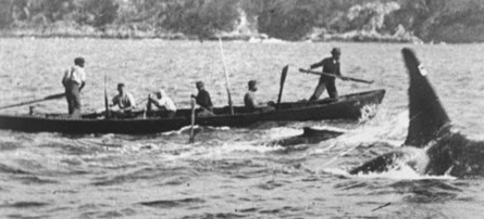 This is a photo of Australian whalers and their partner, Old Tom, an orca who helped the Davidson family hunt whales for over three generations. As the leader of a pod of orcas, Old Tom assisted the whalers by herding baleen whales into Twofold Bay, where they could be hunted.
