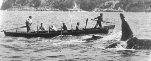 This is a photo of Australian whalers and their partner, Old Tom, an orca who helped the Davidson family hunt whales for over three generations. As the leader of a pod of orcas, Old Tom assisted the whalers by herding baleen whales into Twofold Bay, where they could be hunted.