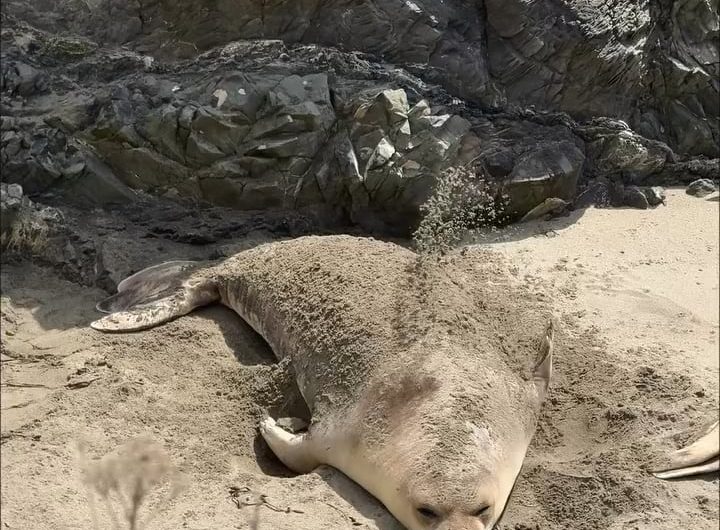 This is a pregnant seal. They come ashore to rest, regain strength, and soon give birth to their pups.