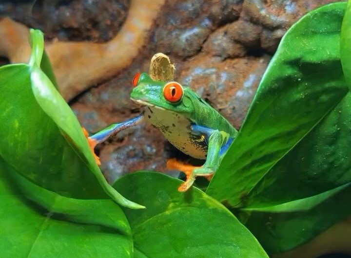 This is a red eyed tree frog, they can be found in Costa Rica and in some parts of Central America