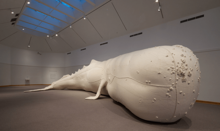 This is a replica of Mocha Dick, the most famous whale in history, a 70-foot sperm whale that famously battled around 100 whaling ships during its lifetime in the 19th century. It sank around 20 of them and evaded capture for three decades.