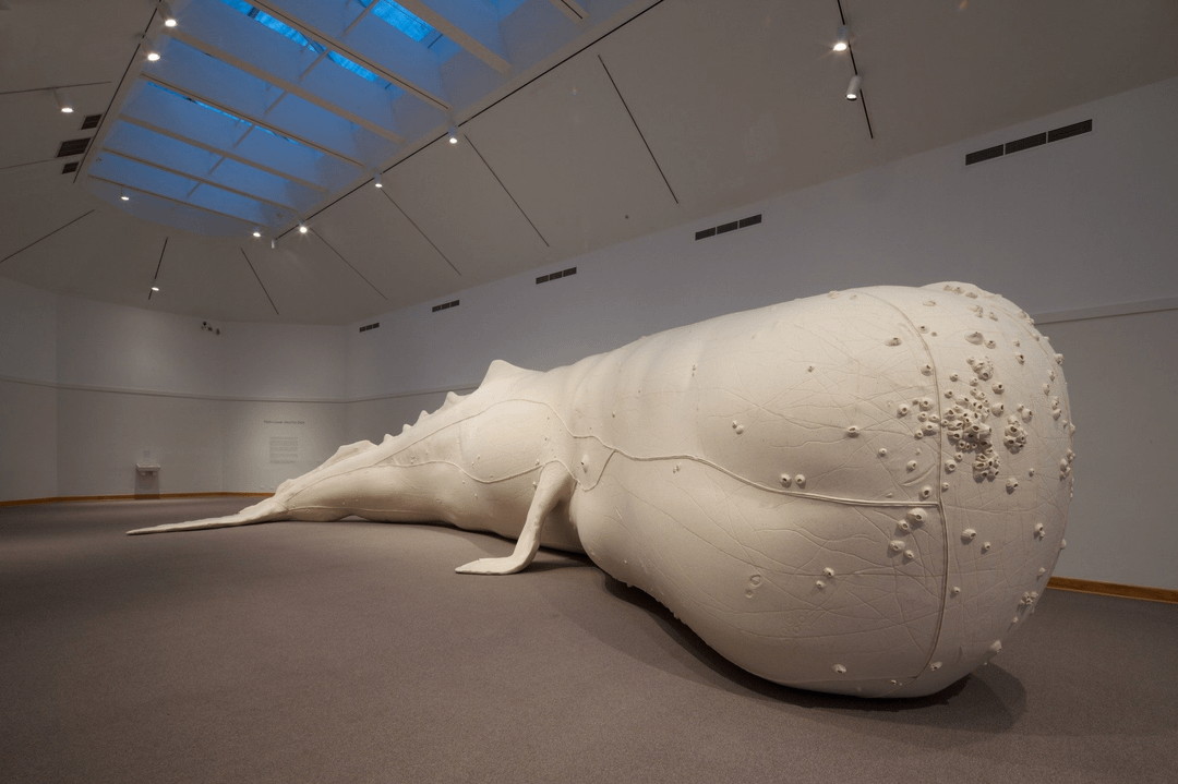 This is a replica of Mocha Dick, the most famous whale in history, a 70-foot sperm whale that famously battled around 100 whaling ships during its lifetime in the 19th century. It sank around 20 of them and evaded capture for three decades.