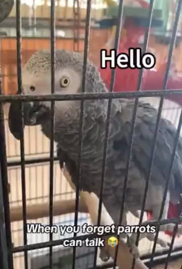 This is adorable