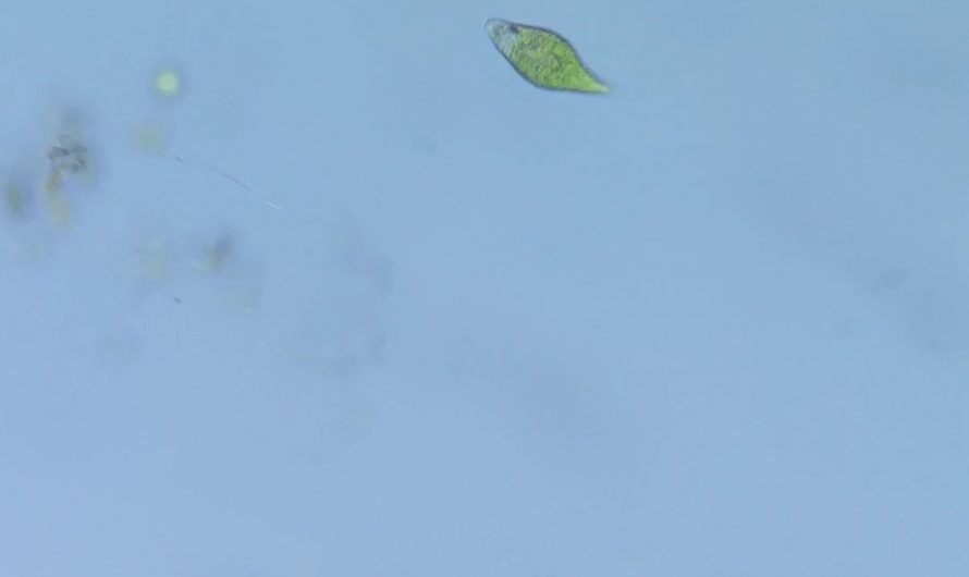 This is an Euglena. It’s a single-celled algae, yet it can swim around, and even has a red eyespot which can be used to detect light intensity.