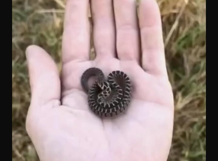 This is an egg-eating snake, completely toothless and non-venomous, and what it tries to showcase is pure bluff trying to mimicking a viper