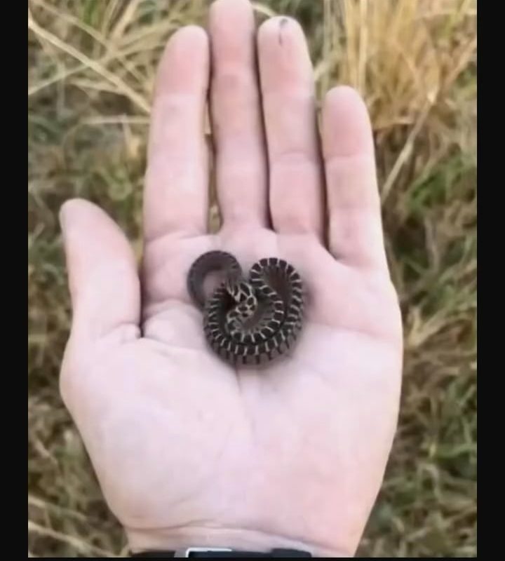 *