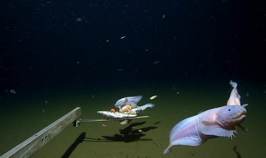 This is the deepest fish ever captured on camera. It was found 8,336 meters (5.1 miles) underwater, surviving pressure that would instantly crush a human.