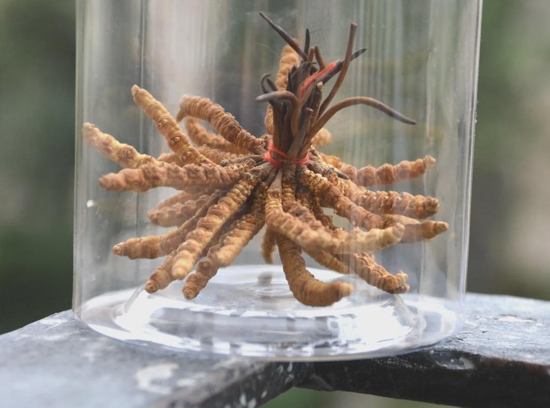 This is the parasitic fungus that inspired The Last of Us, shown here growing from caterpillars; it is also a valuable herbal medicine, costing up to $8000 per pound