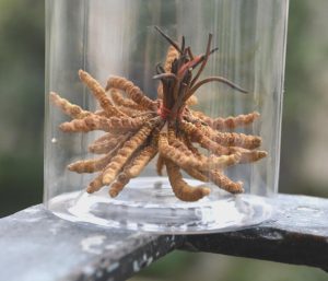 This is the parasitic fungus that inspired The Last of Us, shown here growing from caterpillars; it is also a valuable herbal medicine, costing up to $8000 per pound