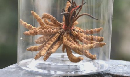 This is the parasitic fungus that inspired The Last of Us, shown here growing from caterpillars; it is also a valuable herbal medicine, costing up to $8000 per pound